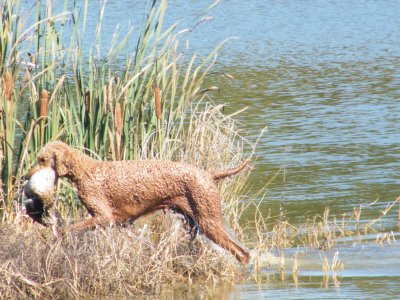 Cooper retrieving a duck out of water.