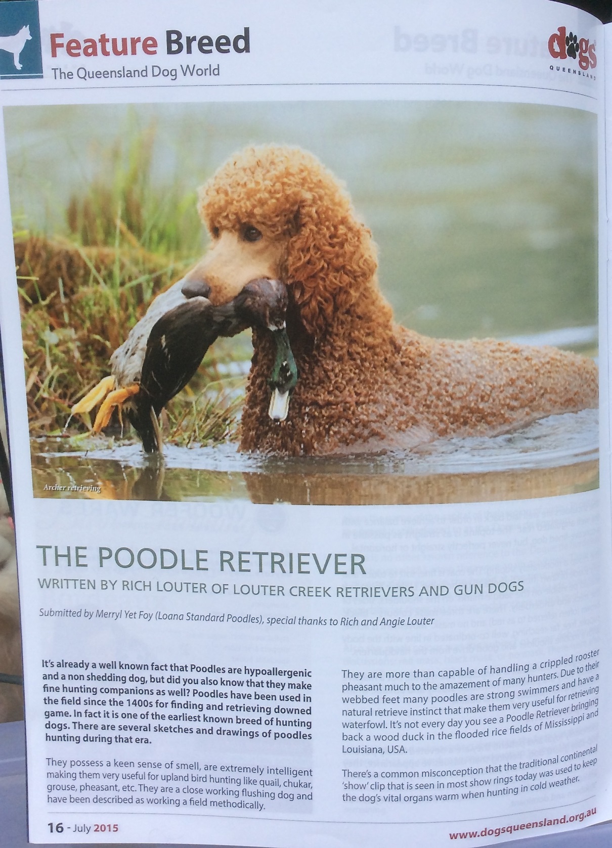 poodles used for hunting