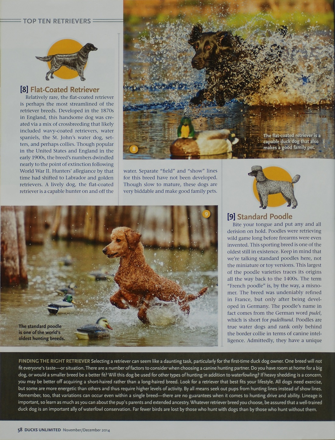 Ducks Unlimited Magazine Nov-Dec 2014
