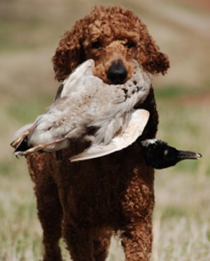 Bremer with a duck in his mouth.