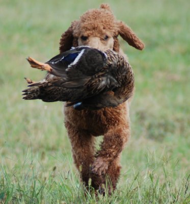 SHR Louter Creek's Lil' Firecracker WC carring a duck over land.