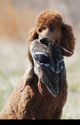 Cooper retrieving at 8 mos.