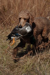 Cooper bringing in a duck.