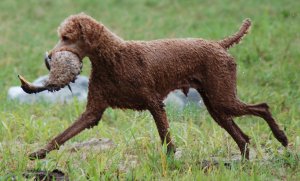 Cooper retrieving a duck.