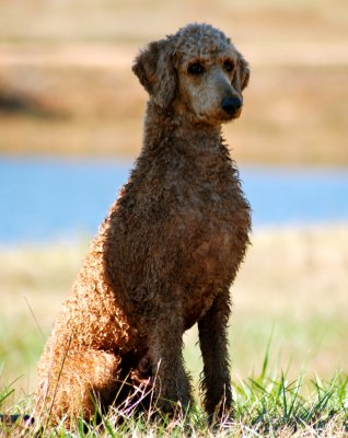 Cooper at the Piedmont Retriever Club, 9/26/2010