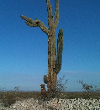 Cooper sitting under a cactus.