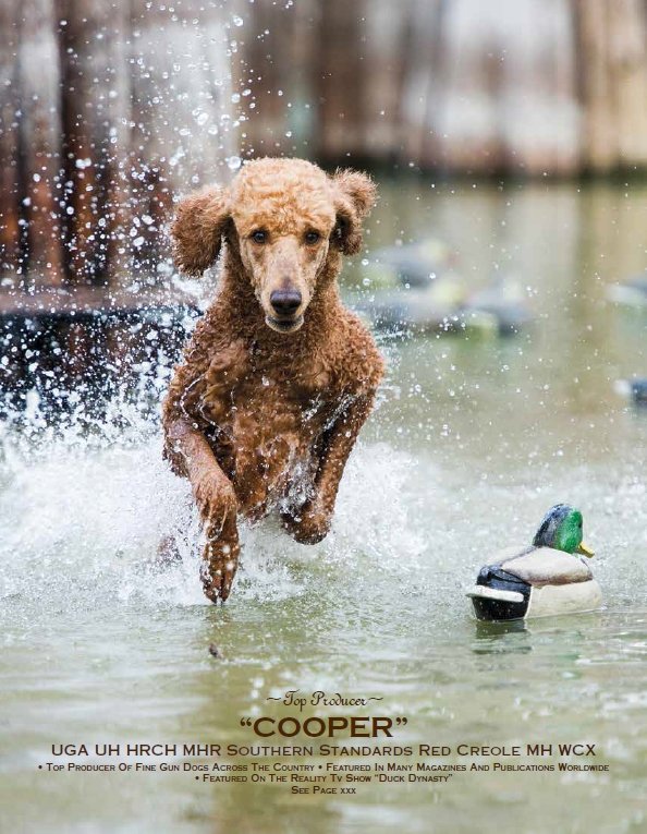 Cooper, Featured On The Back Cover Of The 2012 Stud Issue of Poodle Variety Magazine