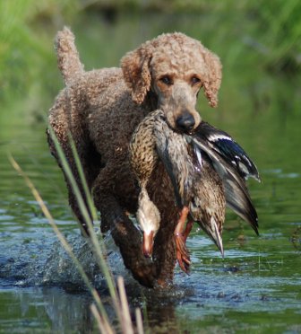 Cooper coming out of the water with a duck.