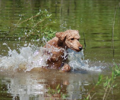 Cooper coming out of the water.