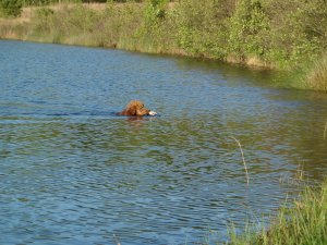 Cooper retrieving a duck in the water.