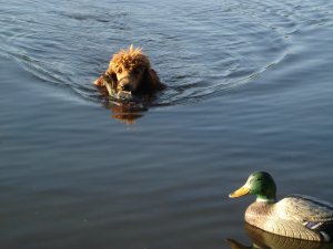 Cooper coming to shore with a duck