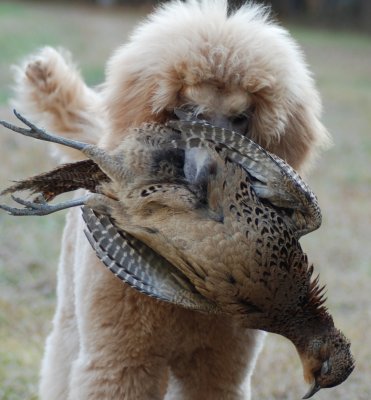 5 month Grace with her first pheasant.