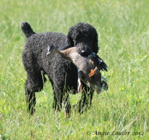 SHR Poulson's Jake JH WC carring a duck.