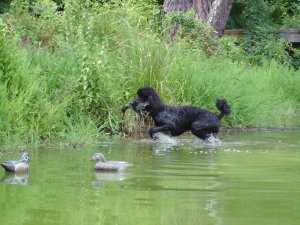 Jolie coming to shore with a duck.