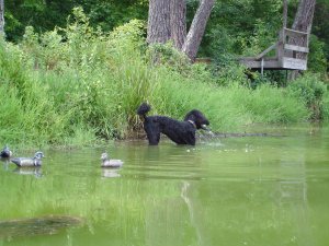 Jolie retrieving a duck near shore.