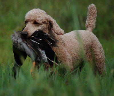 Layla with a duck.