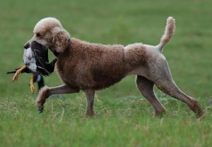 Layla retrieving a duck.