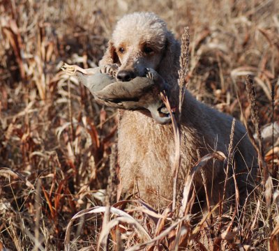 Layla holding a Chukar.