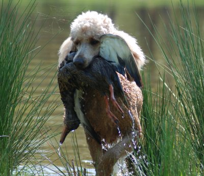 Layla coming out of the water with duck.