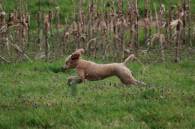 Layla moving through the field getting her first seasoned pass.