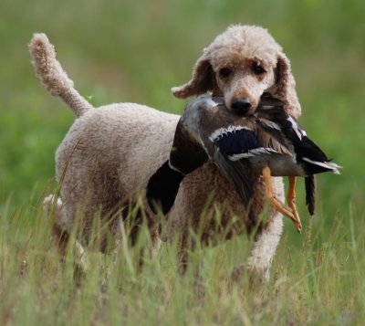 Layla with a duck in her mouth.