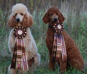 Layla and Reba achieving  their SHR title