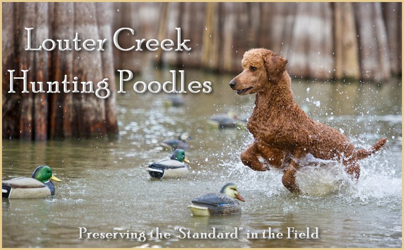 Red hunting poodles sales