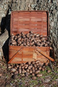 Pecans just picked off our trees.