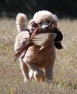 One of our Poodles featured on Pheasants Forever magazine.