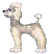 Animated Poodle