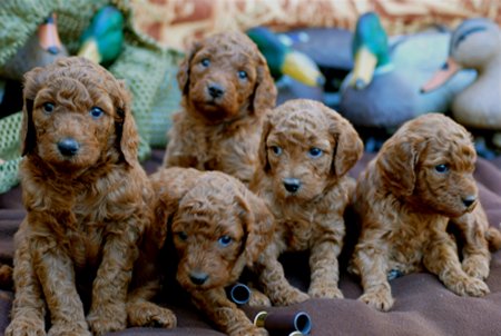 Darling puppies just waiting to grow up and start hunting!