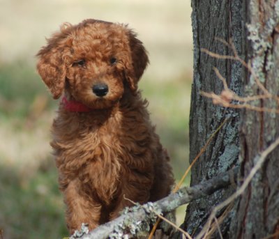 Our red Poodle puppy sitting by a pine tree.