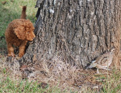 Our red Poodle puppy discovers a quail on the other side of a tree.