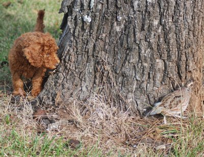 Our red Poodle puppy discovers a quail on the other side of a tree.