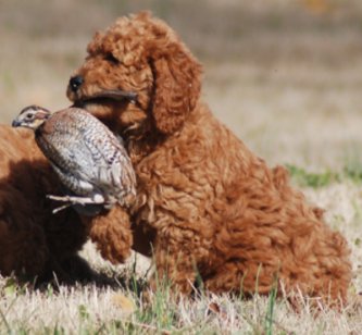 Our red Poodle puppy holding a quail gently by it's wing.