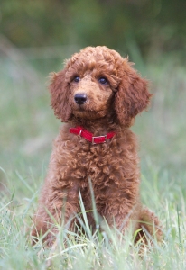 Reba, a red Standard Poodle female puppy.