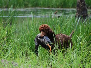 Reba retreiving her duck out of the water