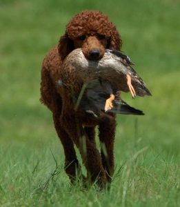 Reba at a Hunt Test.