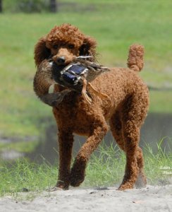 Reba retrieving a duck.