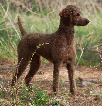 Reba standing looking to her left.