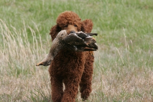 Reba reteriving a duck