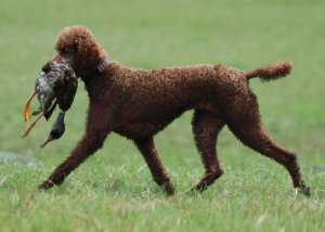 Reba retrieving a duck