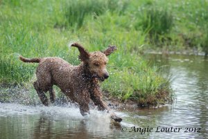 SHR Louter Creek's Sir Copper JH WCX jumping into the water.