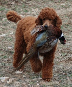 Sky retrieving her first pheasant