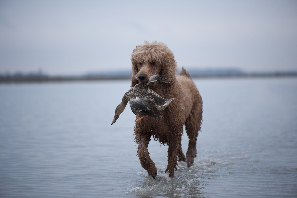 SHR Louter Creek's Top Shelf Red Label SH WCX carryng a duck.